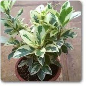 Verigated Ficus