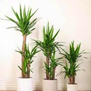 Yucca Palm
