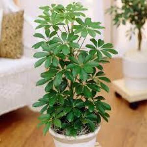 Schefflera