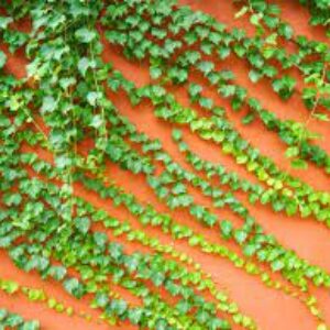 Boston Ivy