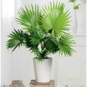 Table Palm