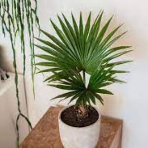 Can Palm