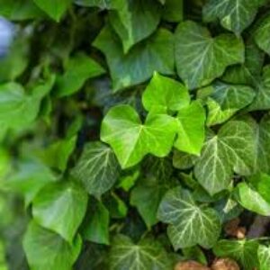 English Ivy