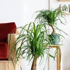 Surahi Palm