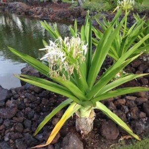 Cranium lily Mother bulb