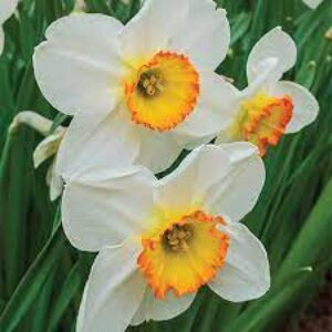 Deffodils Bulbs