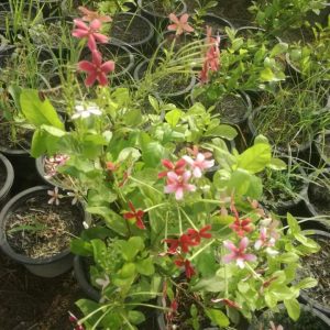 Dwarf Jumka