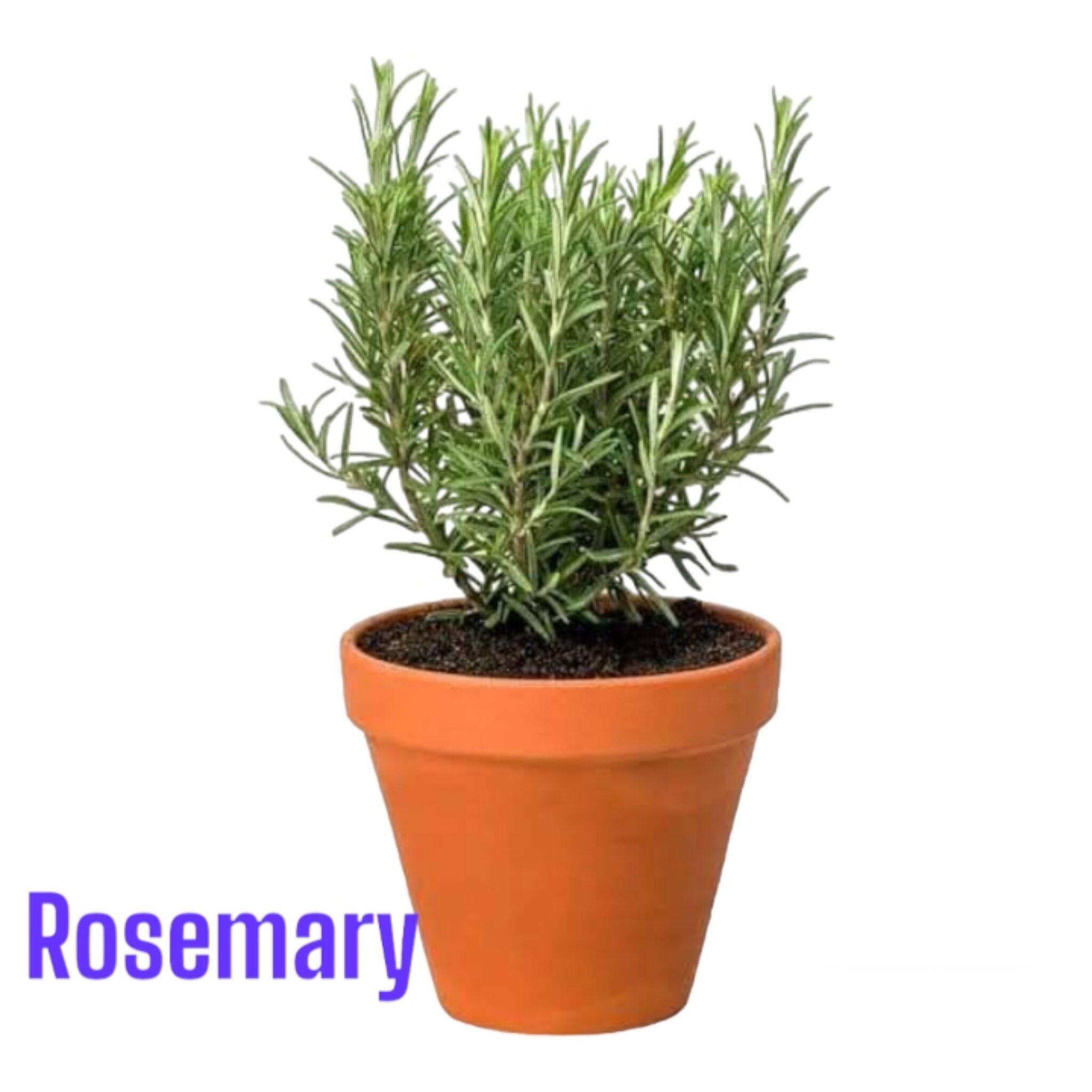 Rosemary Plant Price In Pakistan Lahore Islamabad Karachi rosemary-plant-price-in-pakistan-lahore-islamabad-karachi