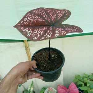 Caladium