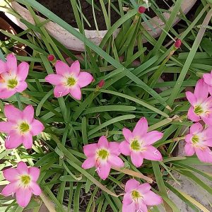 Rain lily