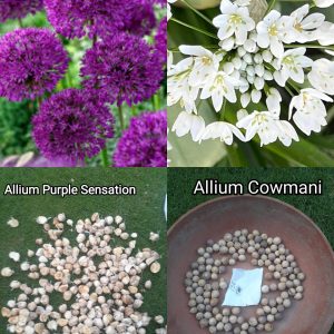 Allium purple sensation