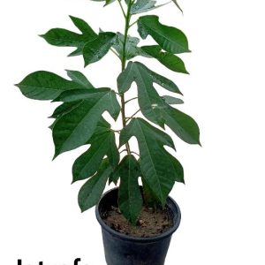 Jatrofa