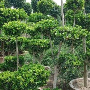 Ficus Topery