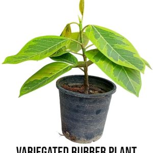 Variegated Rubber Plant or Variegated Ficus Elastica