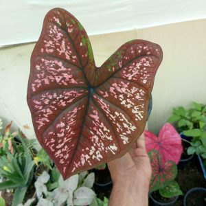 Caladium