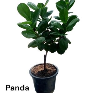 Panda Ficus for Bonsai
