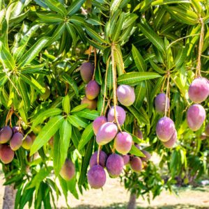 Mango plant