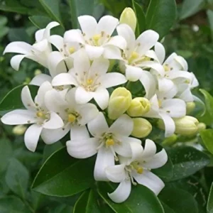 Chambaili Vine