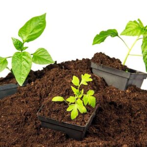 Peat Moss