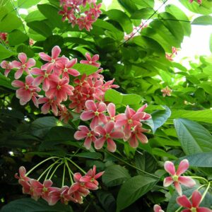 Rangoon Creeper
