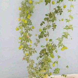 Balloon vine seeds