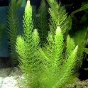 Hornwort