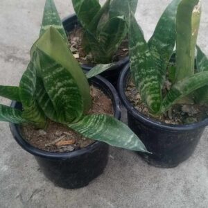 Snake plant