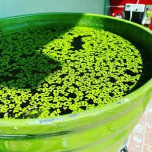 Duckweed