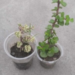 Jade plant