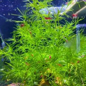 Guppy Grass