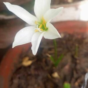 Rain lily bulb