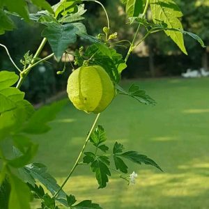 Balloon vine seeds