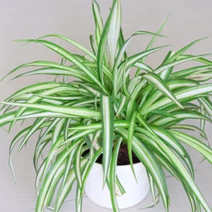 Spider Plant