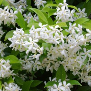 Star Jasmine Vine
