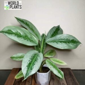 Aglaonema Silver Frost