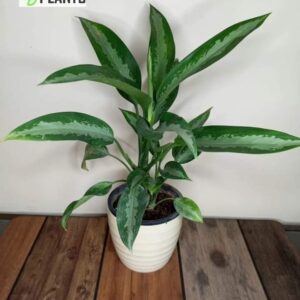 Aglaonema Silver Moon