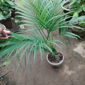 Areca Palm