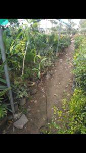 Badam (Almond) Plant – Pak Plants