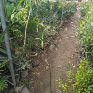 Badam (Almond) Plant