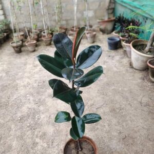Black Rubber Plant