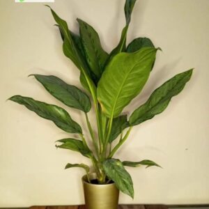 Chinese Evergreen