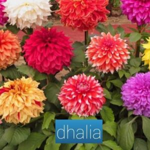 Dhalia