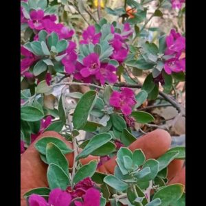 Dwarf Basket