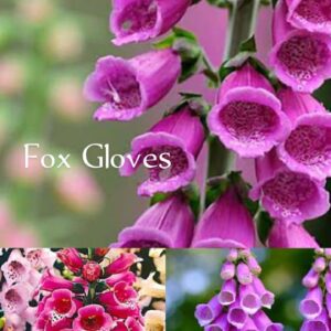Fox Gloves Seed