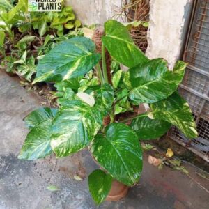 Golden Pothos