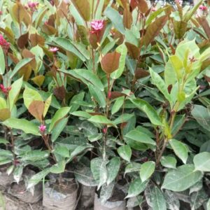 Jatropha Plant
