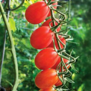 Log Leaf Tomato Seeds
