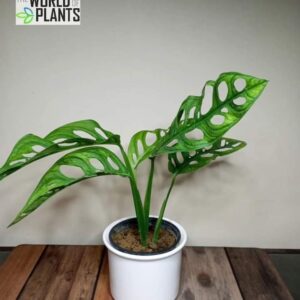 Monestera Adansoni
