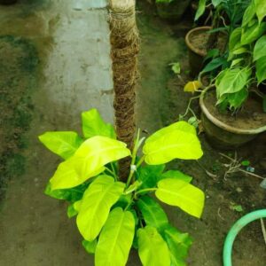 Neon Pothon Money Plant