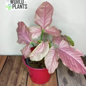 Pink Syngonium